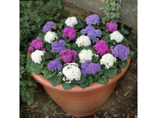 �������� ������������ ���������, �����,.jpg