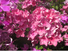 ���� ��������