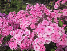 ������� ���������