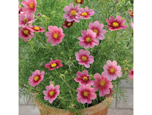 ������ F1 ��������� �����.2.jpg