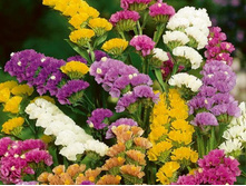 ������� ������������, �����2.jpg