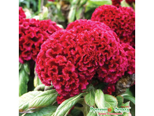 ������� �������� ������ 10 ���. (60 ��.).jpeg