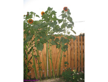 ������������ ������ ��������2.jpg