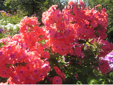 ������ ��������