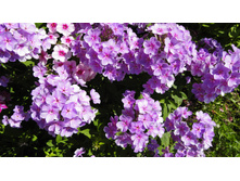 ���� ����