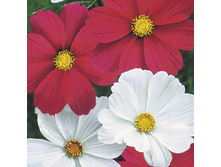 ������ ������� � �����..jpg