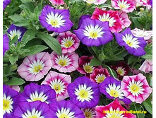 ������������ �������� ��������, �����.jpg