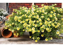 ���������� F1 �������2.jpg