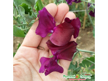 ������� �������� ������� ������,2.jpeg