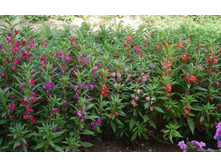 ��������� ������� 3.jpg