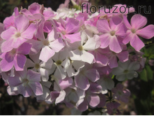 ��� ����� (Cool Water)