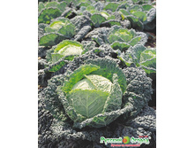 ������� ��������� ����� 9,1 ���. (0,5 ��.).jpeg