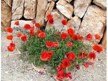 ��� ��������� �������� ����. �����...jpg