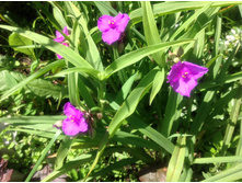 ������������ ��������� ������ ����