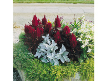 ������� �������� ��� ��� � �������� � �������� ������� � ����������