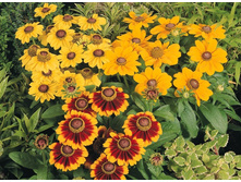 �������� ���� ���������� �����2.jpeg