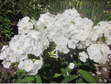 ��� ������