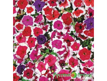 ������� F1 ������, �����.jpg