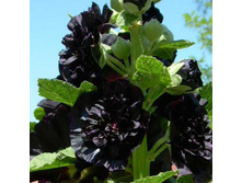 ������ (��� ���� ����) ���� ���� �����. ����. ����� ������ �� ���������.jpg