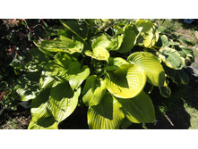 ��� ��� ��������