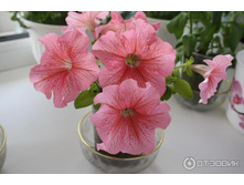 ������� F1 ������� ������ ��������� ���. ����.jpg