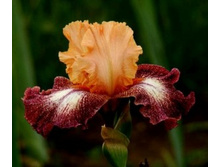 LLAMA MAMA �������� 05