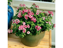 ����� ��������� �����5.jpg