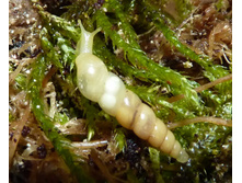 ������ ��������� ������