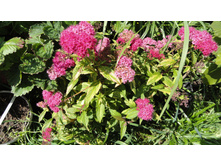 ������ �������