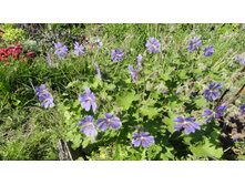 ������ ������ ������