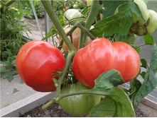 ����� ��������� ������� ���. ����.jpg