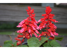 ������� ������ ����������. ���� �� ��������� � �����.jpg