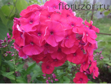 ����� ����� ��� (Peacock Cherry Red)