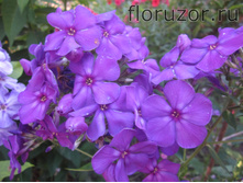 �������� ��������