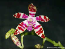 P.bastianii.jpg