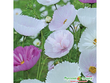 ������ ������ ����, �����.jpeg