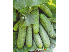 ������ F1 ���� 41,8 ���. (8 ��.).jpeg