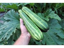 ������� ������ ����� 10 ���. (1,5 ��.).jpg