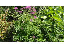 ����������� ���������������� ������������