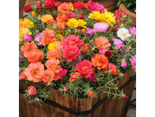 �������� ����� ��������, �����.jpg