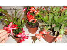 ������� � ���������