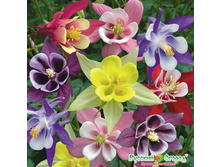 ��������� F1 ������� ������, ����� 40 ���. (5 ��.).jpeg