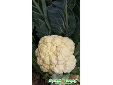 ������� ������� �������� 11 ���. (0,5 ��.).jpeg