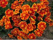 �������� ������ ������.jpg