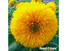 ������������ �������� ����� 9,10 ���. (0,5 ��.) ����� ������ � ����� � ������