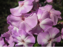 ���� ����