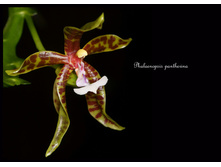 Phalaenopsis-pantherina12.jpg