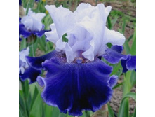 WORLD PREMIER (����� �������) ������� 98