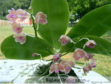 P.javanica'Miki' self 4.jpg