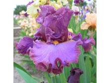 �������� �������� ����� 07